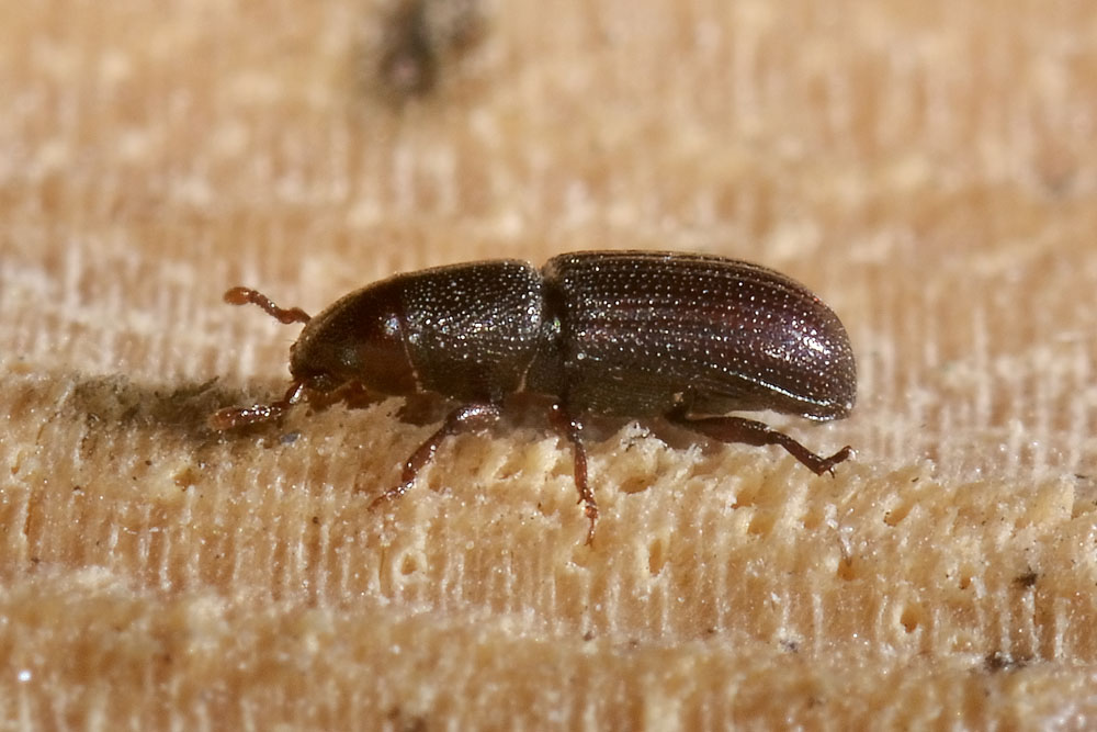 Rhyncolus punctatulus - Curculionidae